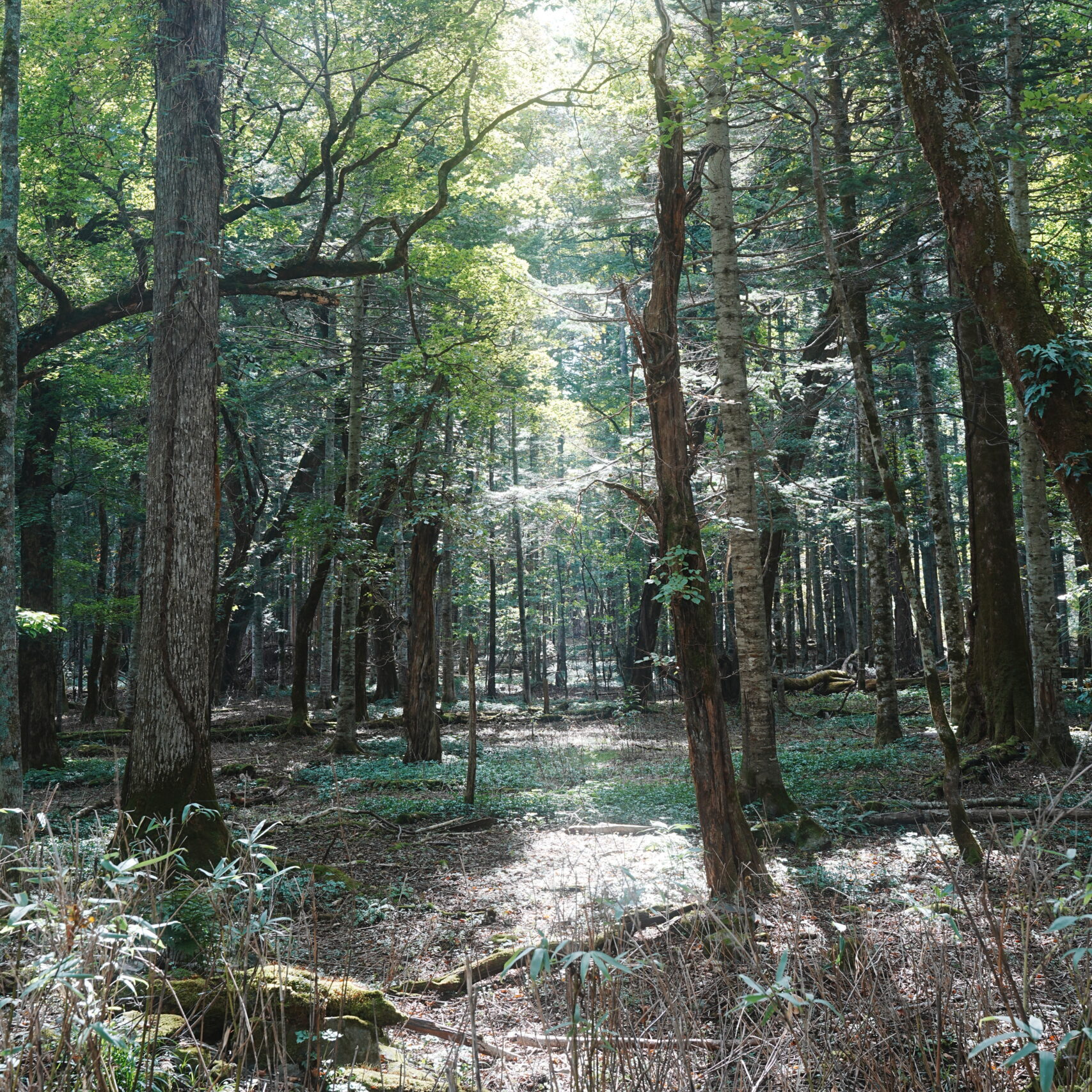 美笛キャンプ場・入場路