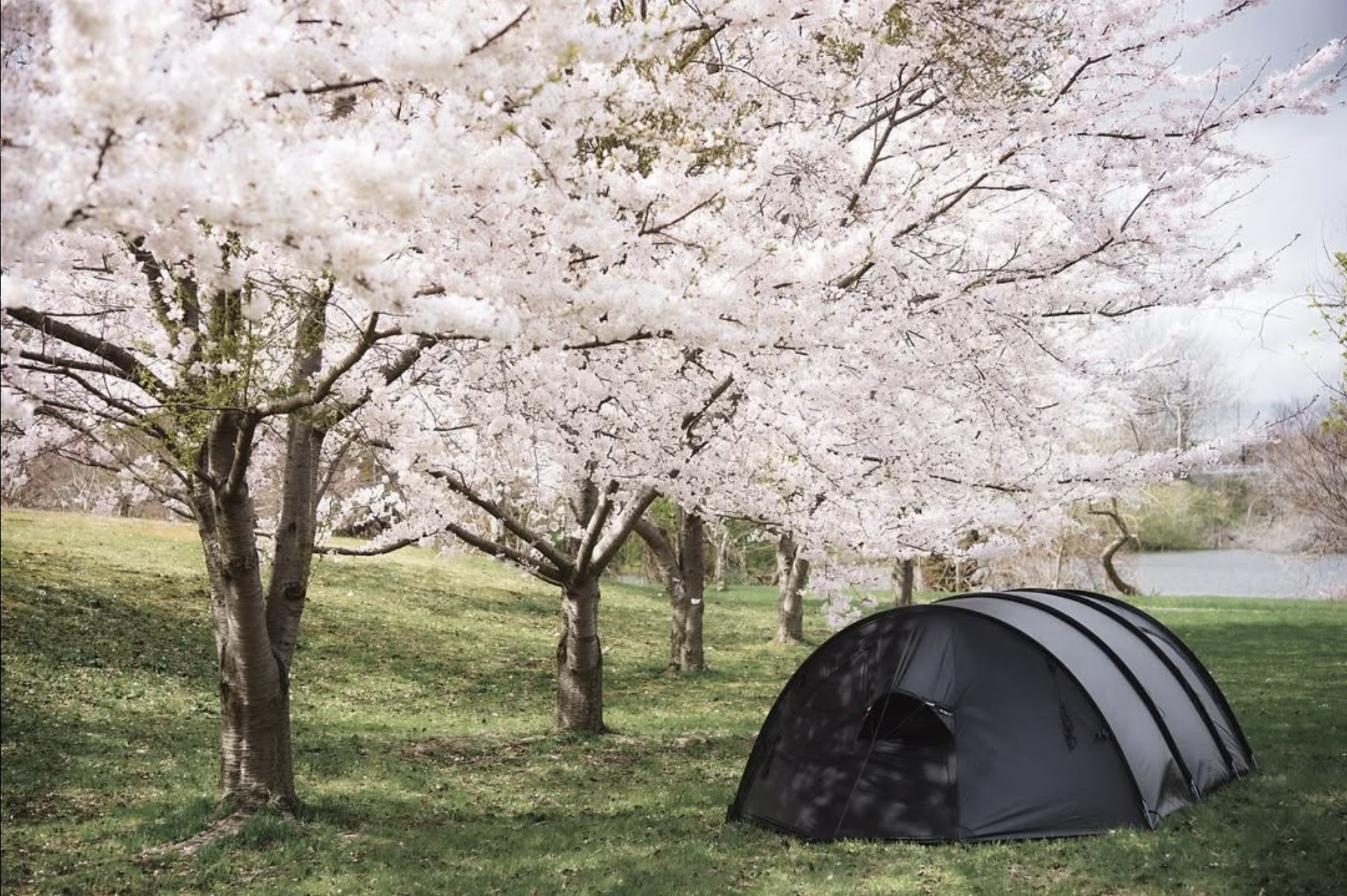 お花見ケロン