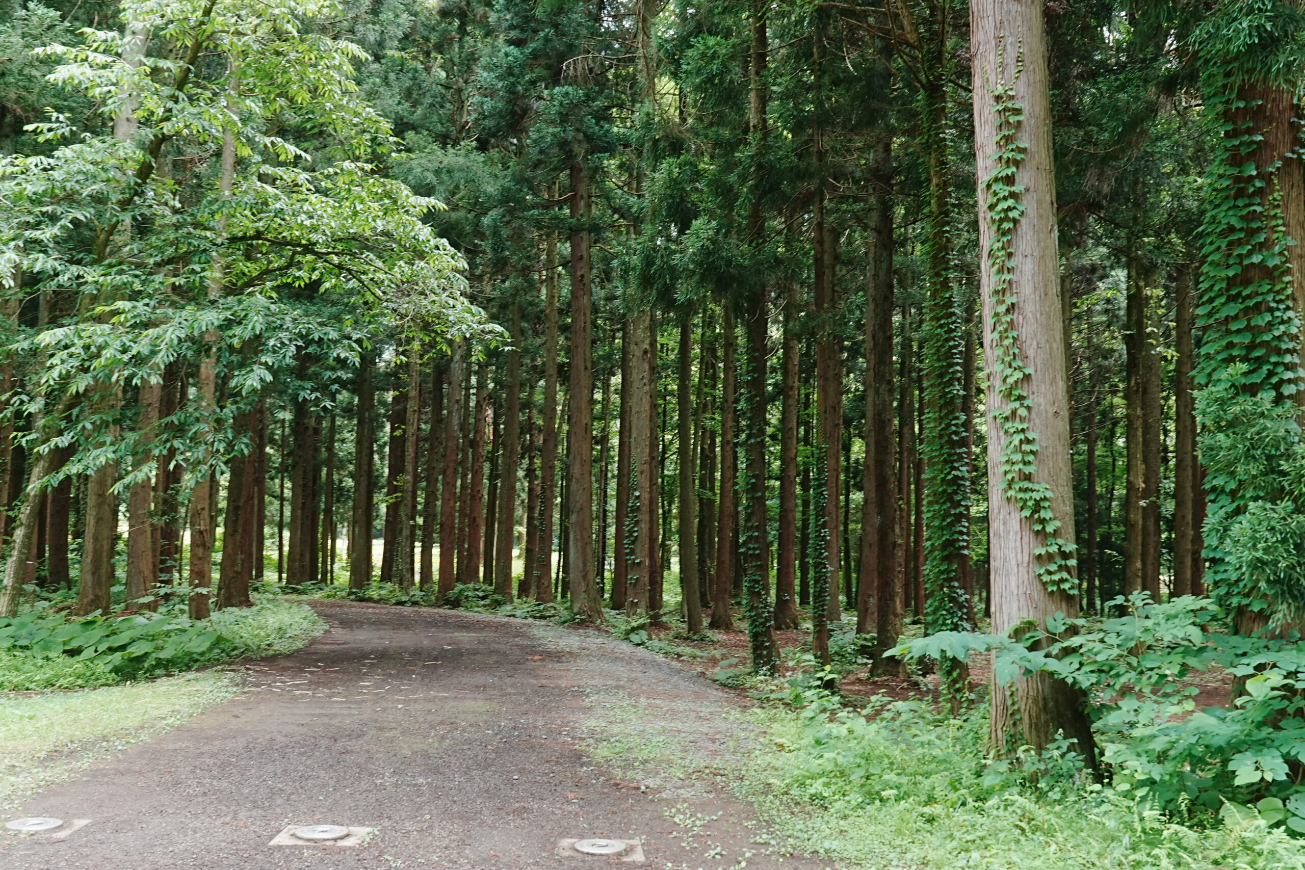 北欧の杜・林間駐車場