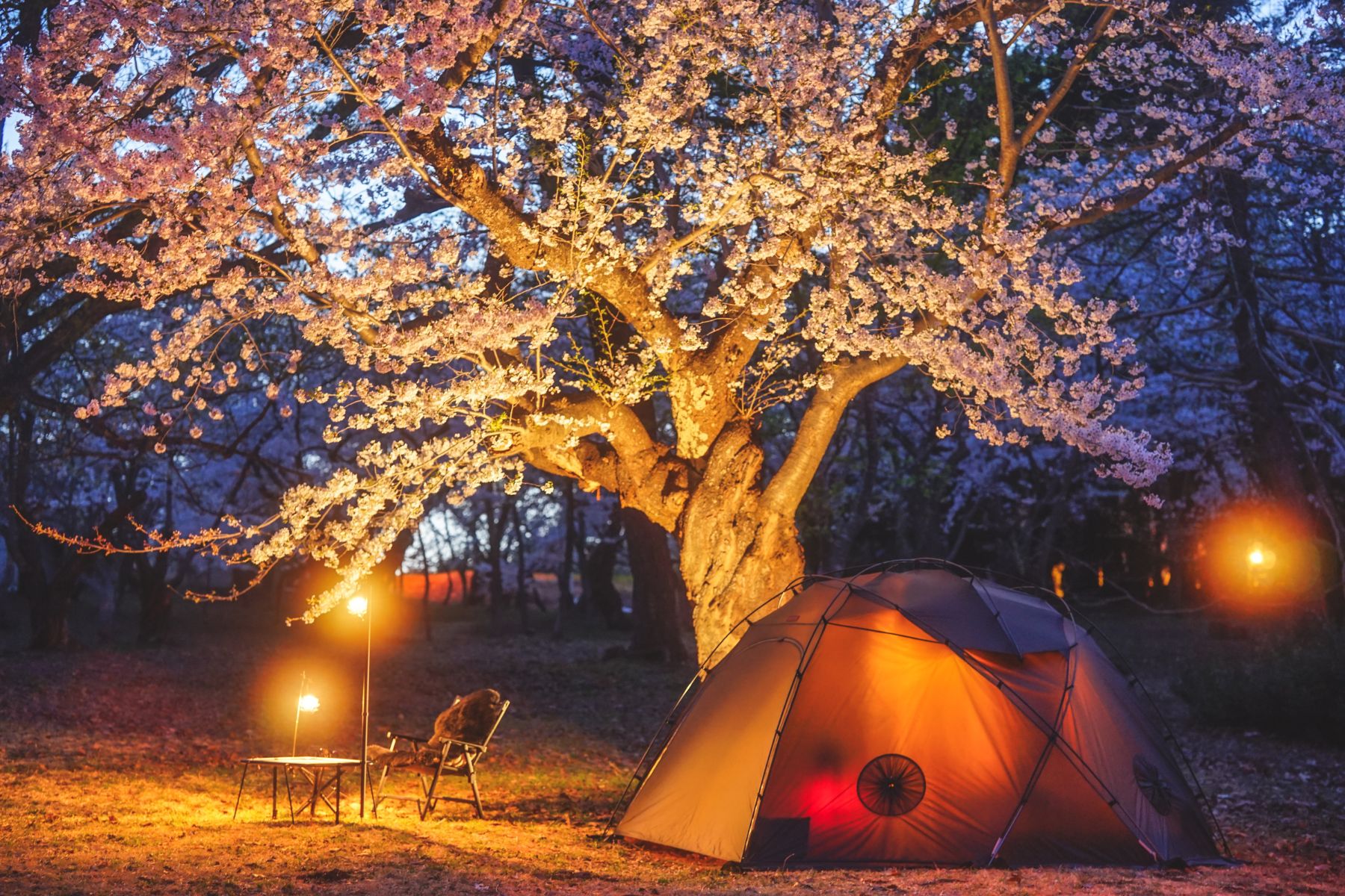 桜林公園キャンプ場 夜桜