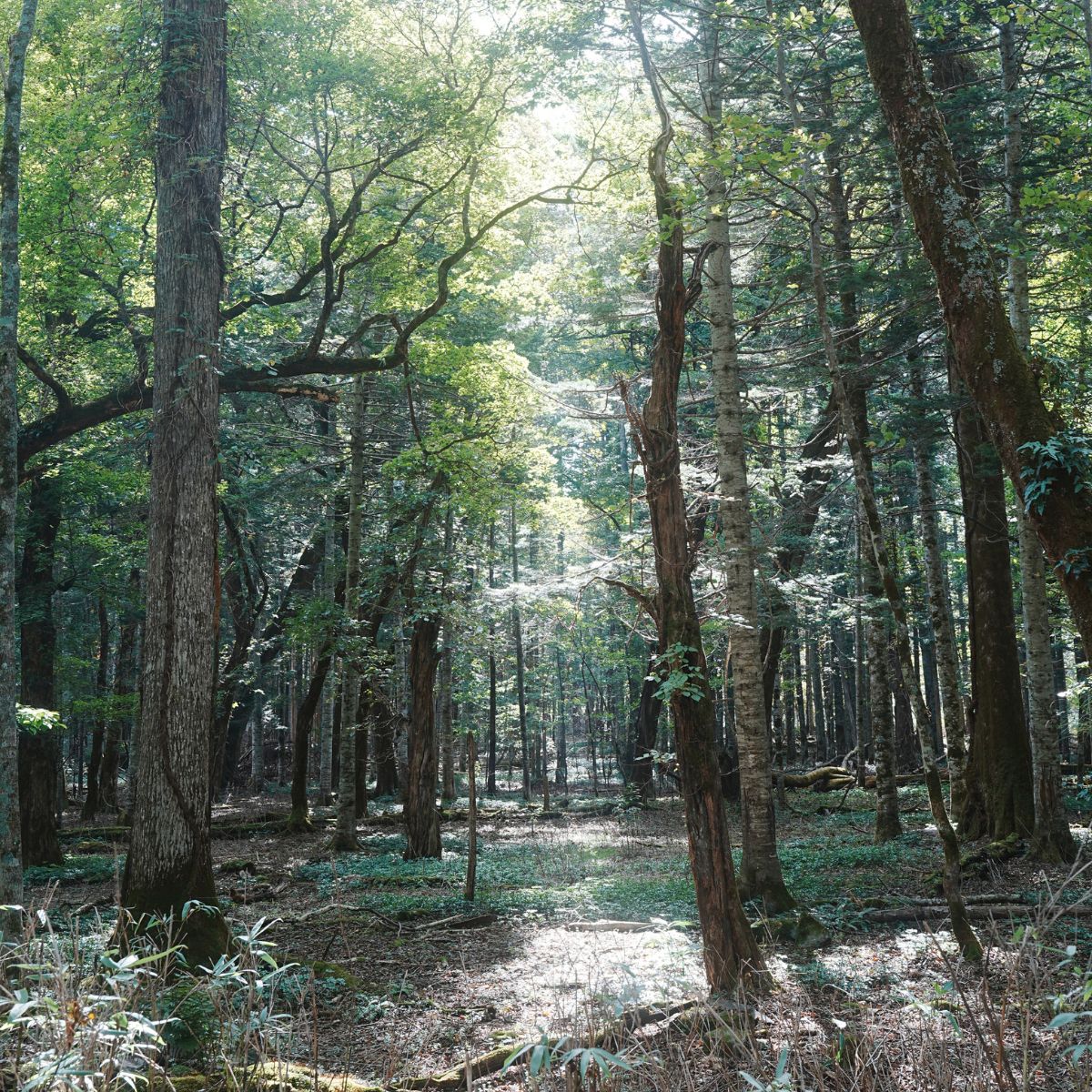 美笛キャンプ場・入場道路　景色