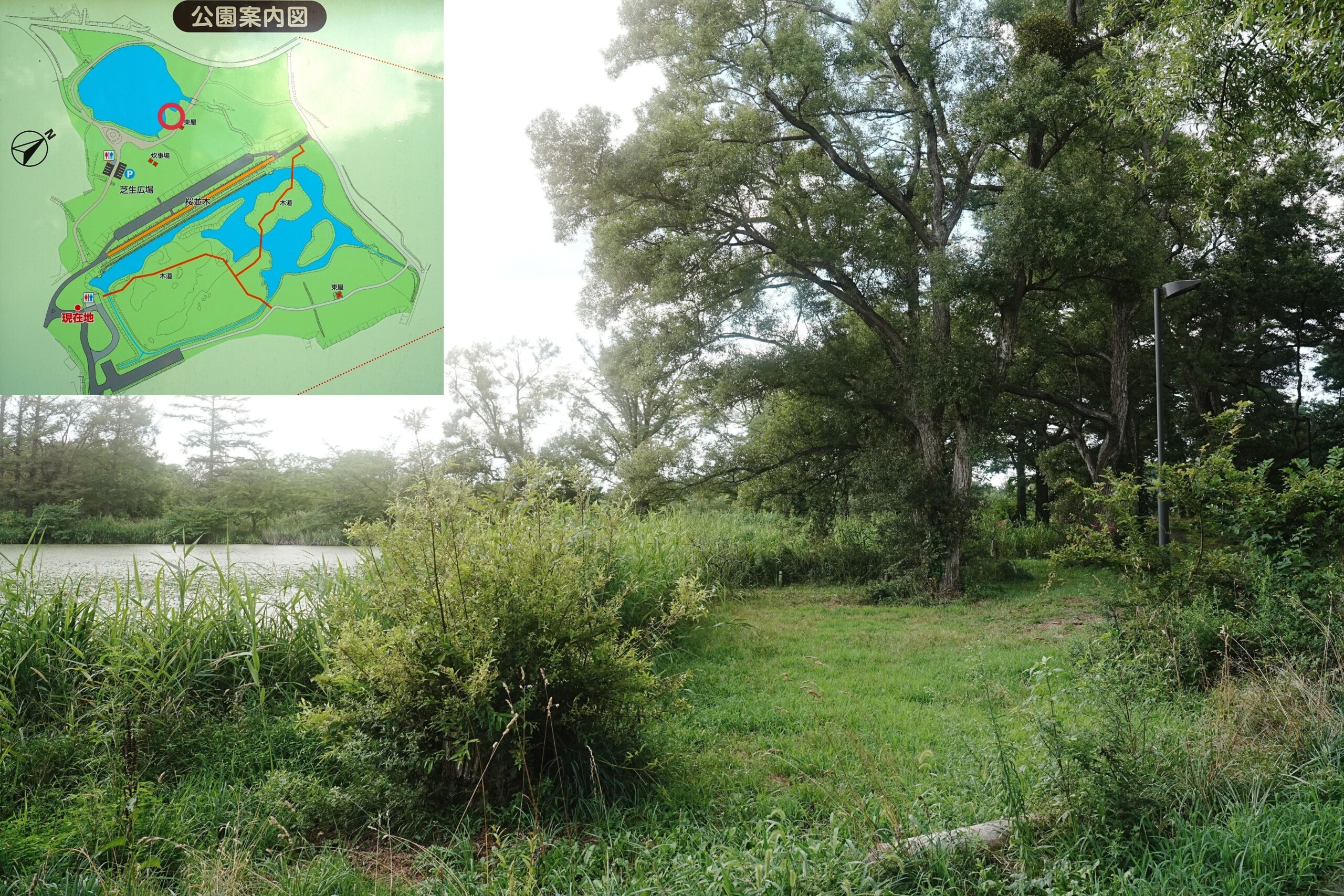 浪岡湿性花園キャンプ場・サイト解説７
