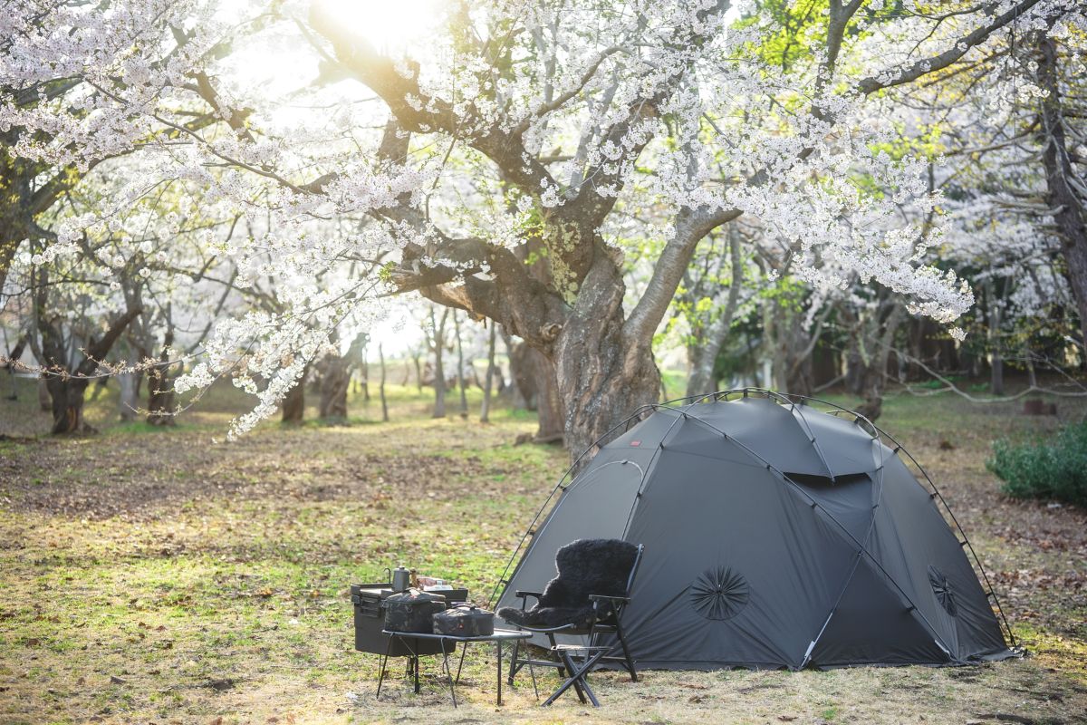 岩木山桜林公園キャンプ場　桜　オリソン