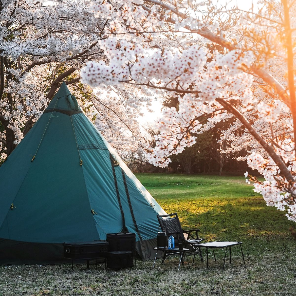 テンティピ　サファイア　桜　芦野公園