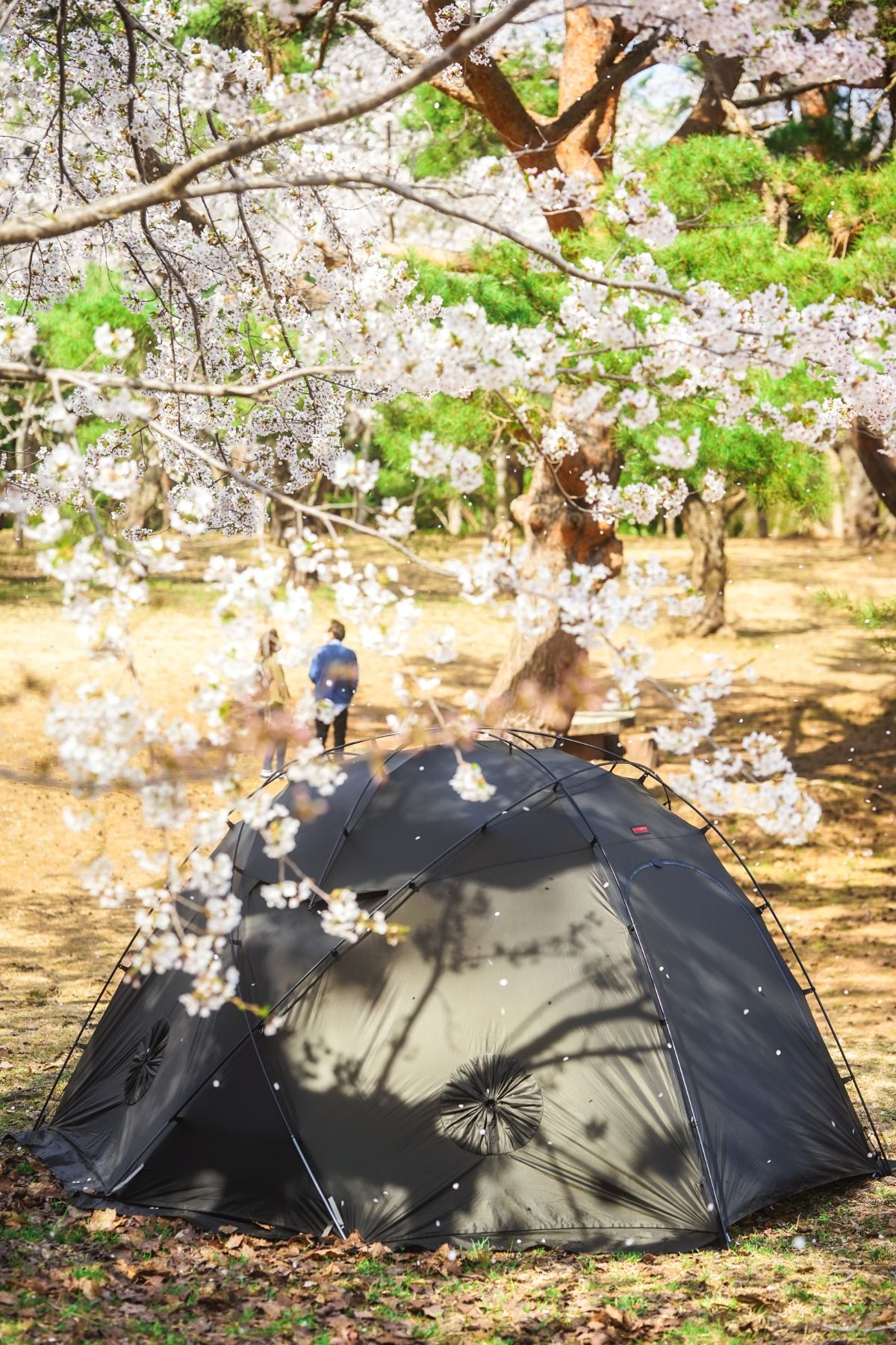 岩木山桜林公園キャンプ場・まとめ　桜　オリソン