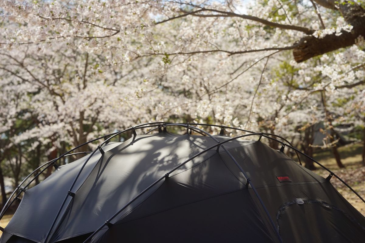 岩木山桜林公園キャンプ場・魅力　桜　オリソン