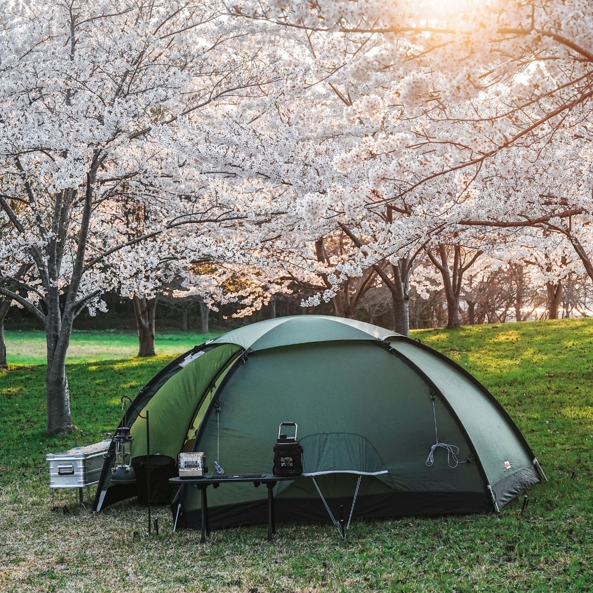 芦野公園　まとめ　桜　keb dome3