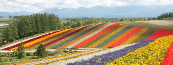 北海道 富良野 四季彩の丘