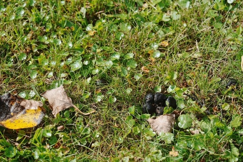 かなやま湖畔キャンプ場 鹿のフン