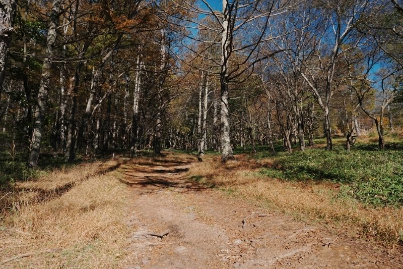 五光牧場オートキャンプ場 場内 道路