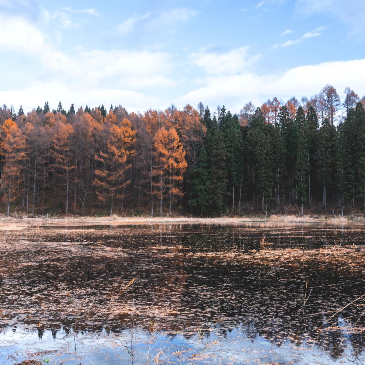 じゅんさい沼キャンプ場　じゅんさい沼　景色