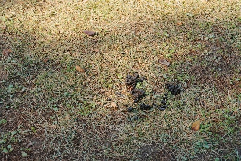 五光牧場オートキャンプ場 鹿の糞