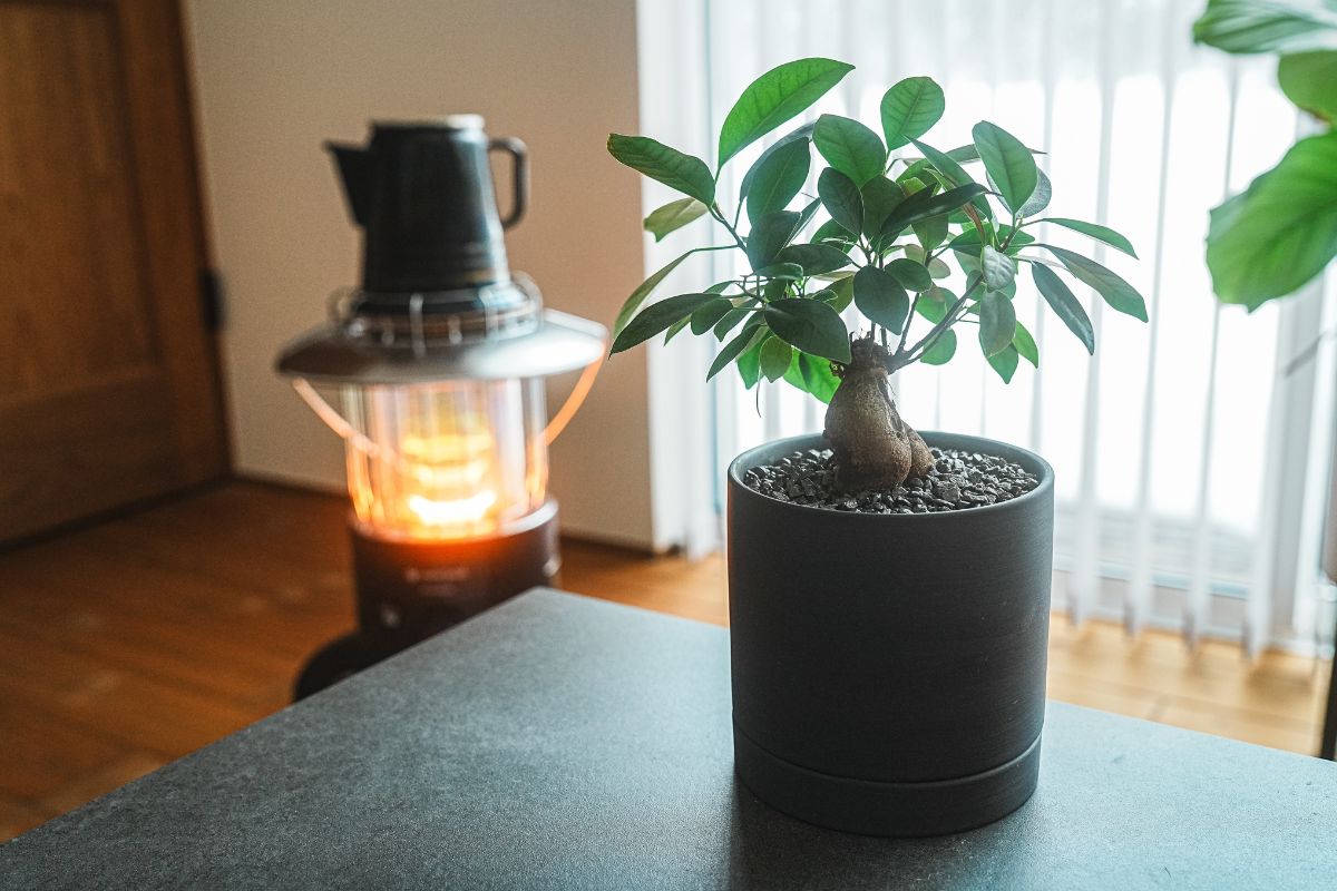 SASA SONY α7IV　ミラーレス一眼　写真例