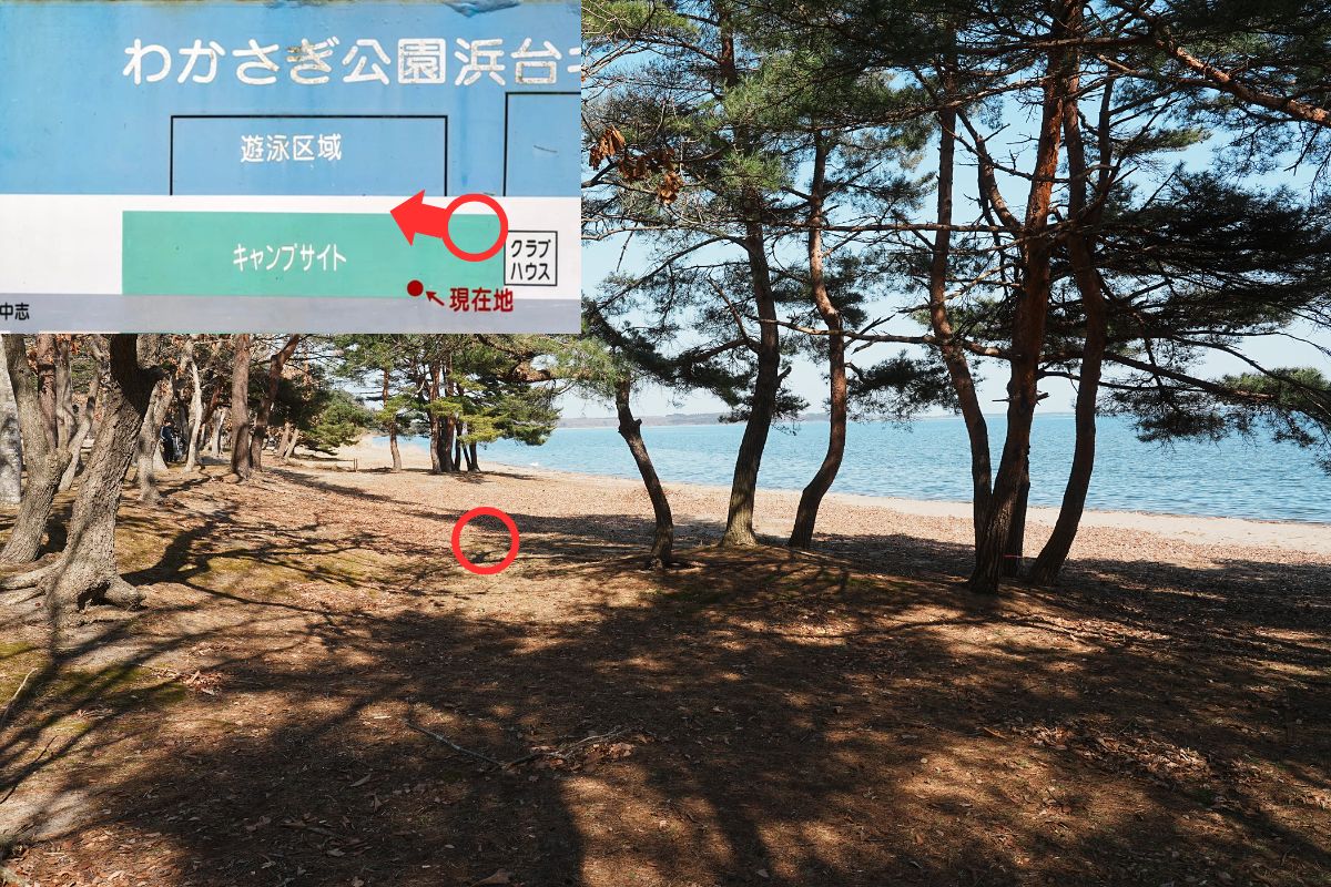 わかさぎ公園浜台キャンプ場 湖畔サイト 解説10