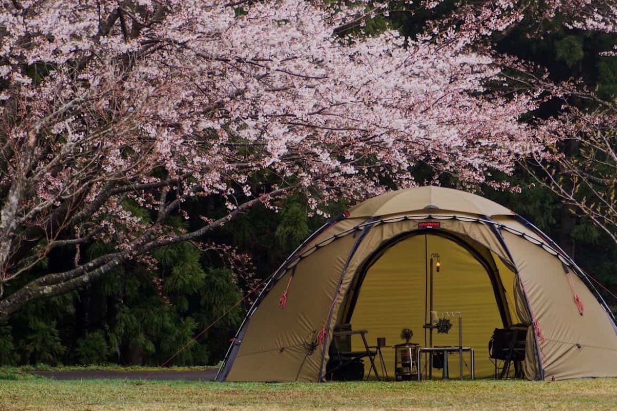 奈曽川河川公園キャンプ場　桜　アイキャッチ　ヒルバーグ　アトラス　