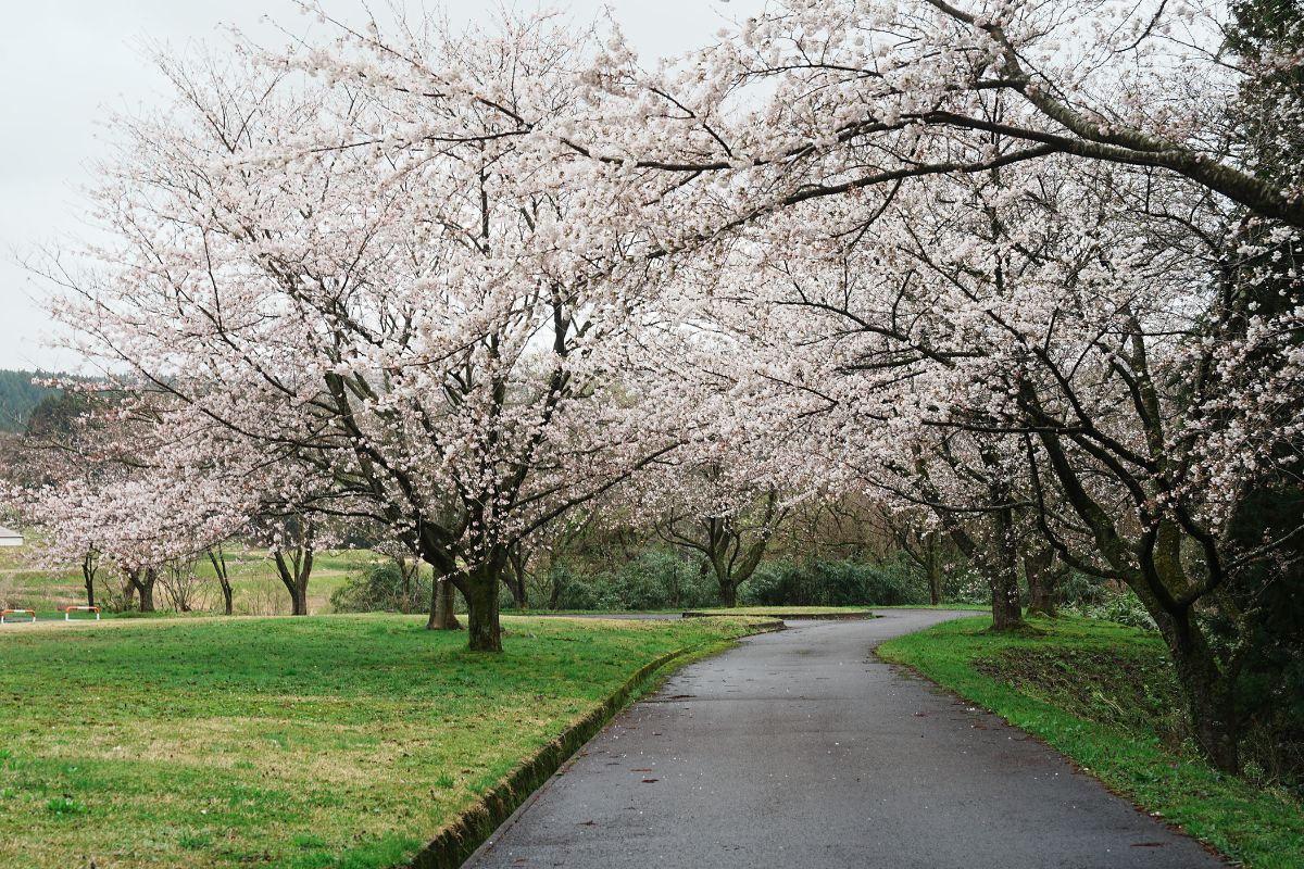 奈曽川河川公園キャンプ場　桜　景色