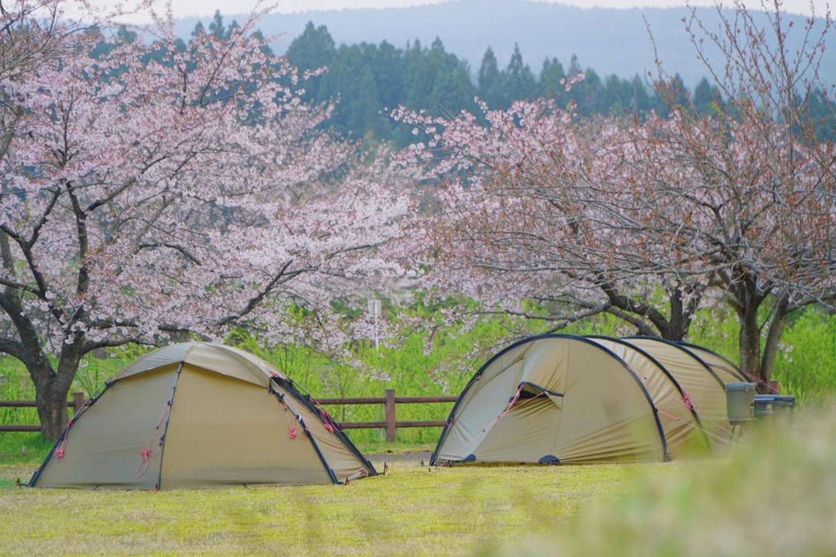 奈曽川河川公園キャンプ場　桜　河川沿い