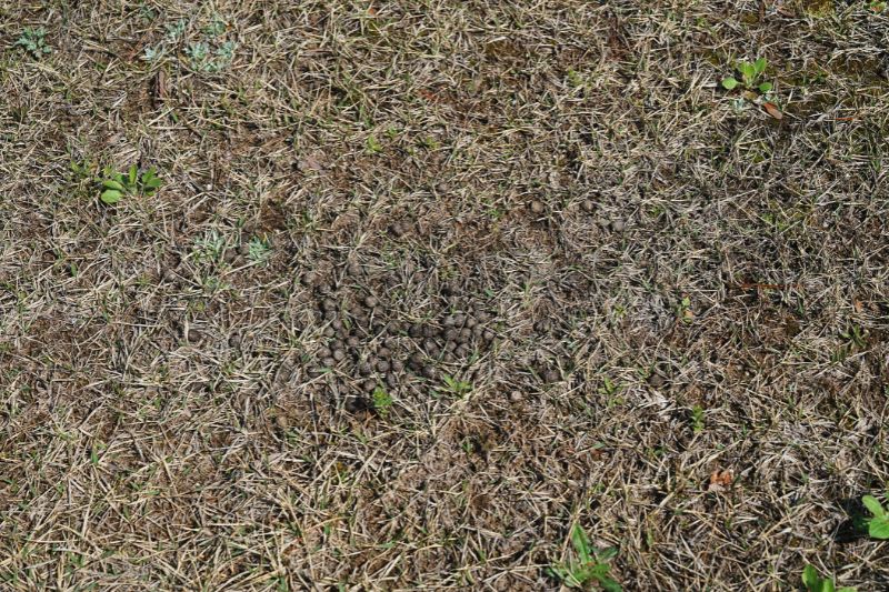 Snow Peak 陸前高田キャンプフィールド　フリーサイトC　鹿　糞